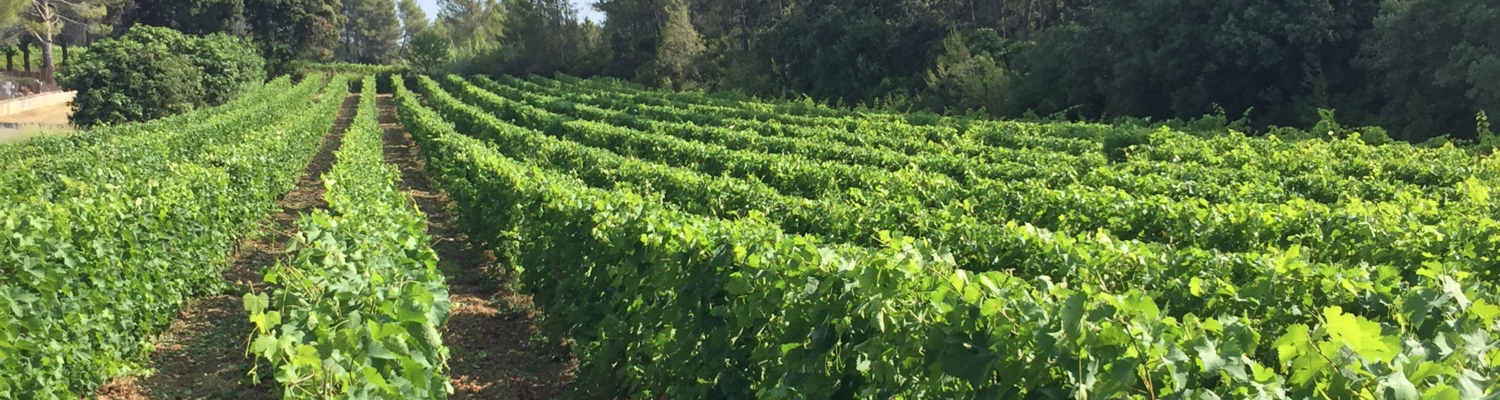 Domaine Puech Vigneron